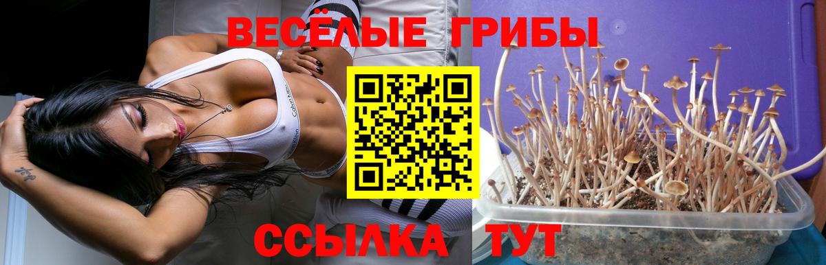 Псилоцибиновые грибы MAGIC MUSHROOMS  Вход с VPN  Псилоцибиновые грибы Magic Shrooms  хочу   Камень-на-Оби 